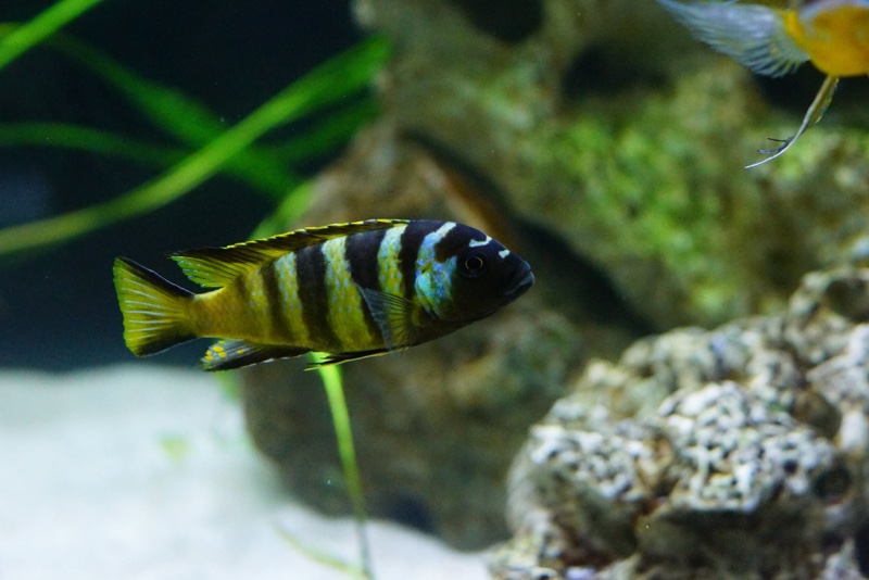 Maylandia melissa 'Chirwa Island'